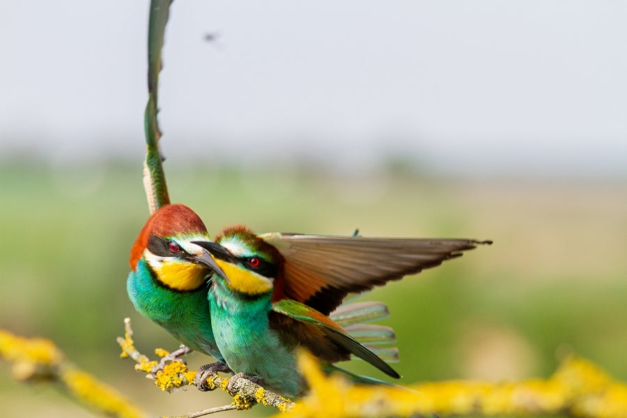 Birds Courtship