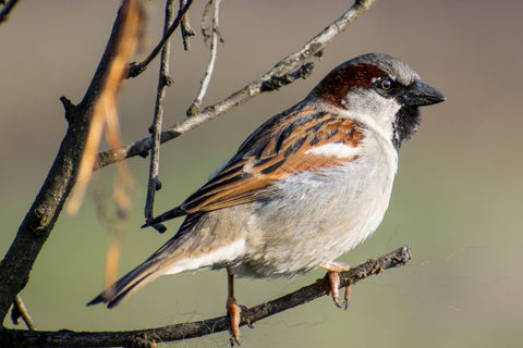 House Sparrow