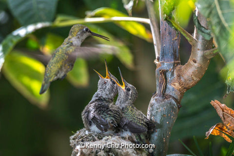 Birds Care