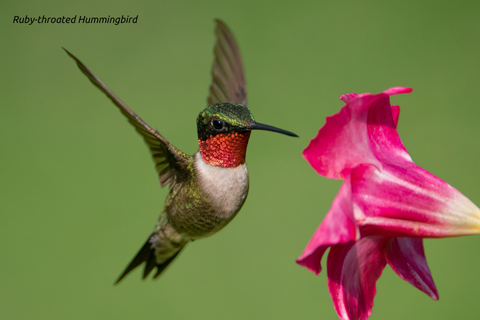 Ruby-throated Hummingbird