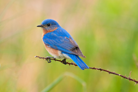 Eastern Bluebird