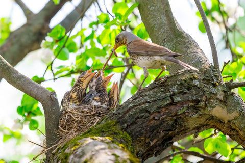 mother bird and baby birds