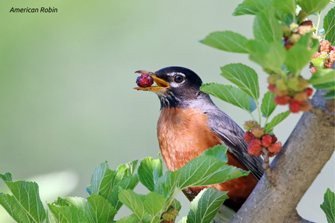 American Robin