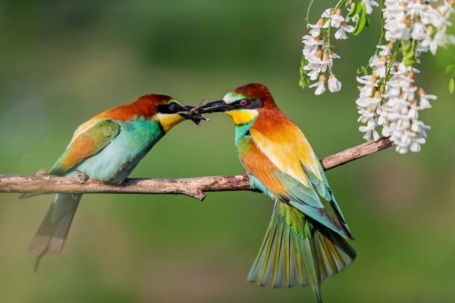 Spring Birds courtship