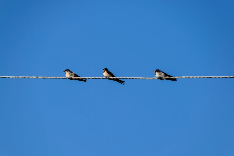 Spring Migration