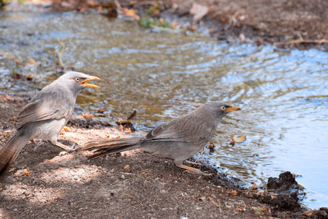 bird drinking water