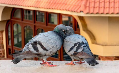 bird courtship