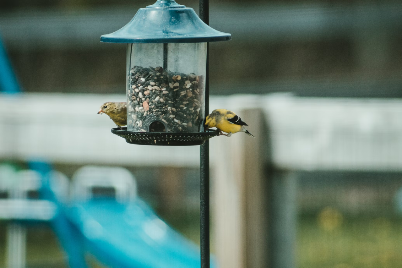 goldfinch feeder