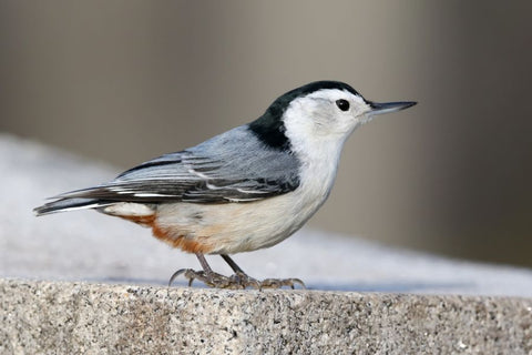Whited-breasted Nuthatch