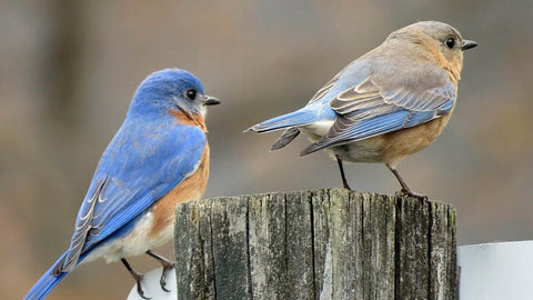 Bluebirds