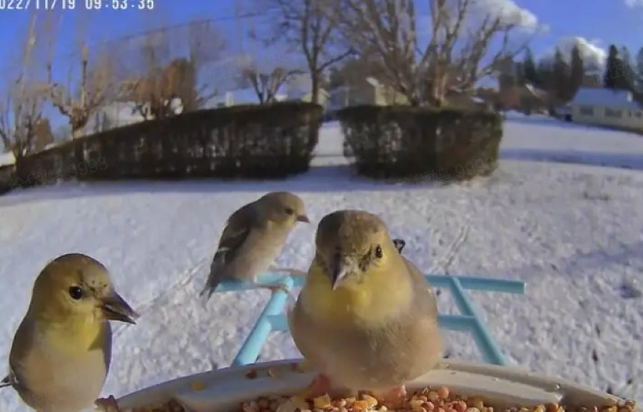 bird feeder camera