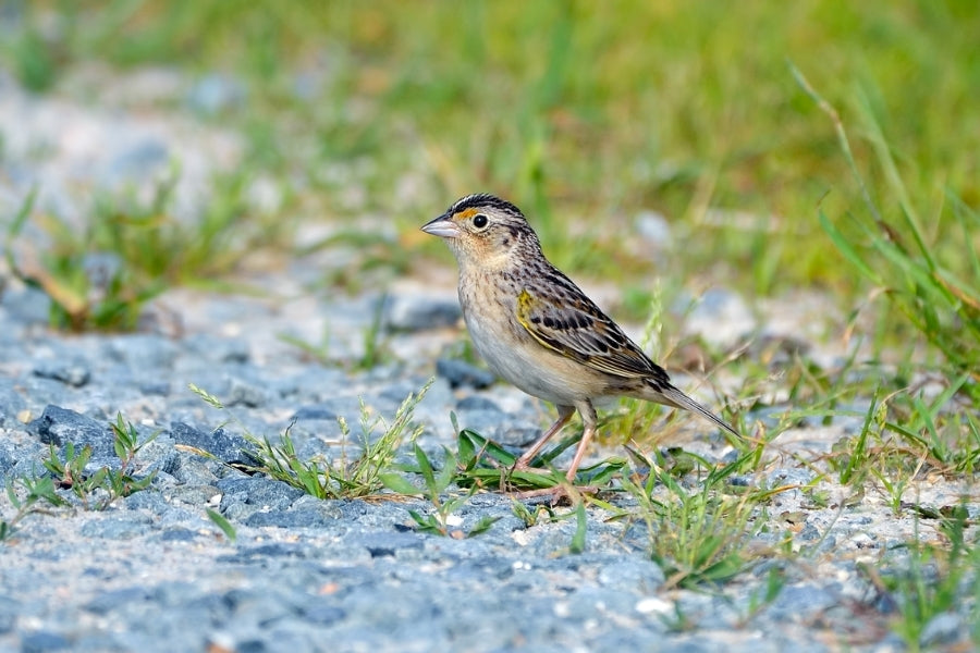 Grasslands Birds