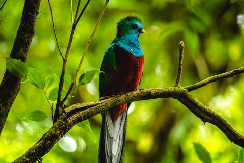 Resplendent Quetzal