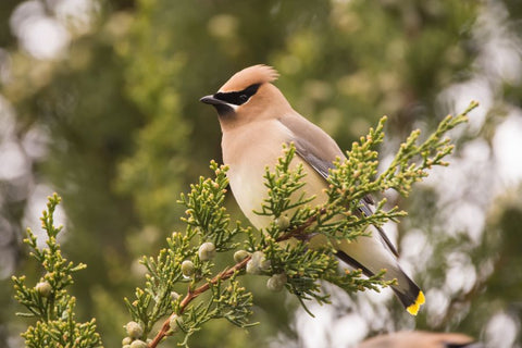 Cedar Waxwings