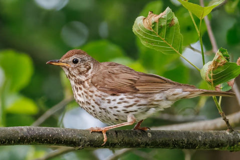 Wood Thrush