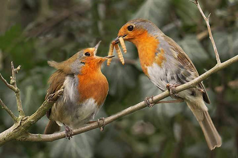 bird courtship