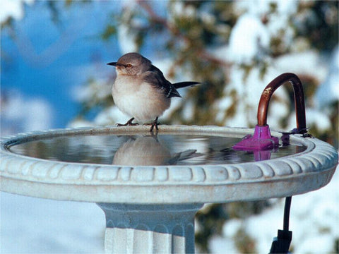 bird shower