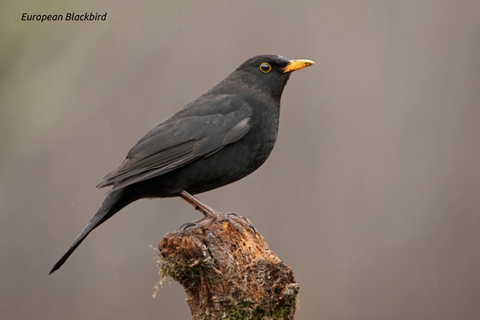 European Blackbird