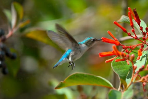 Birds Feeding