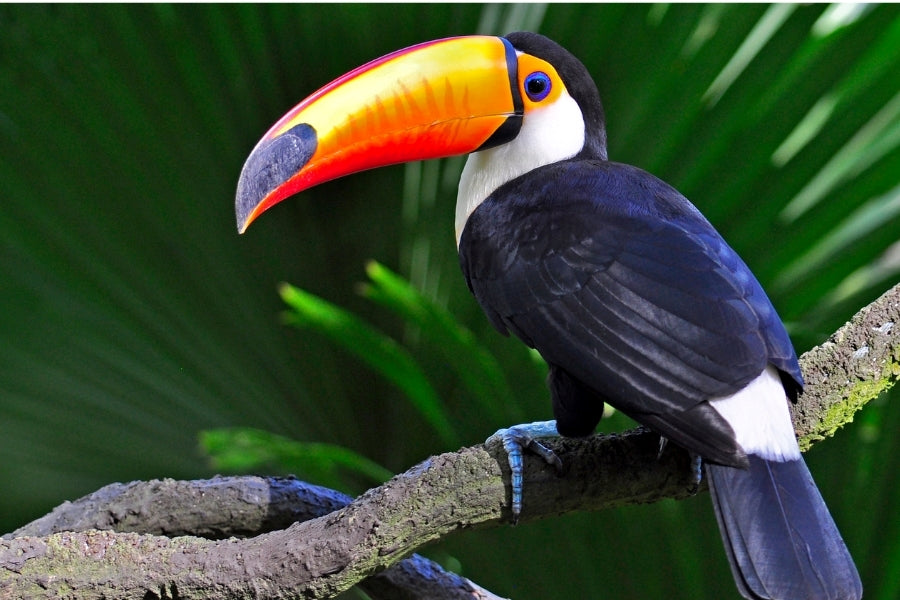 Toucans