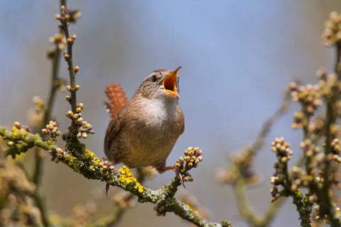 Bird singing