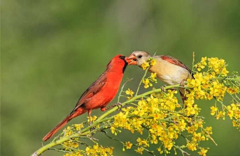 bird courtship
