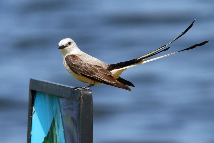 Scissor-tailed Flycatcher