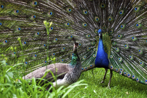 bird courtship