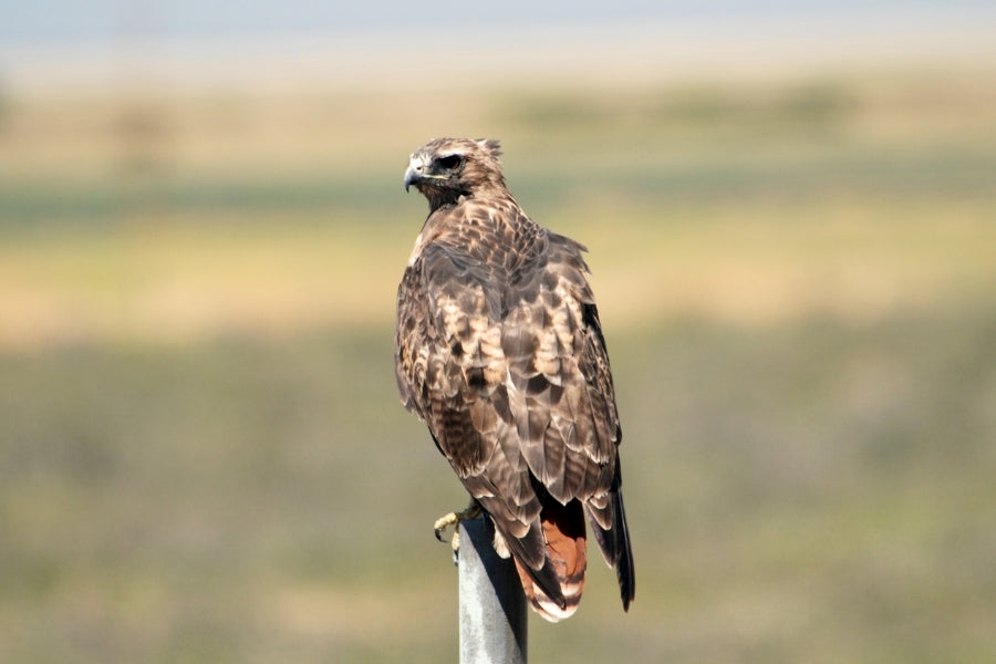 American Red-tailed Hawk