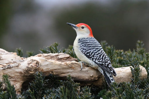 Red-bellied Woodpecker