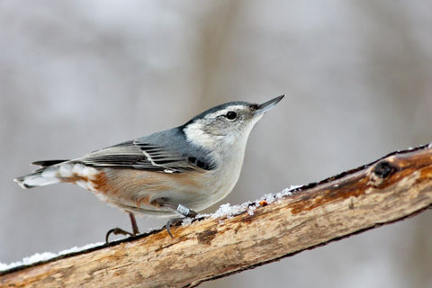 White-breasted Nuthatches