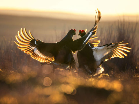 bird courtship