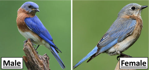 Female and Male Bluebird