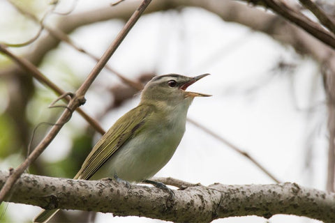 Red-eyed vireos