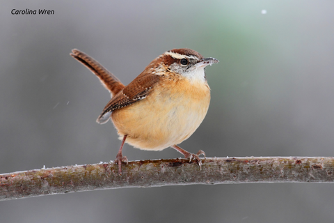 Carolina Wren