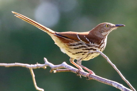 Brown Thrasher