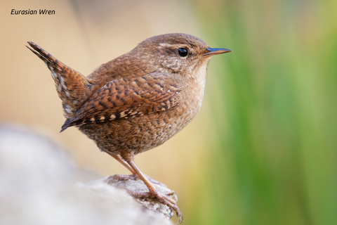 Euasian Wren