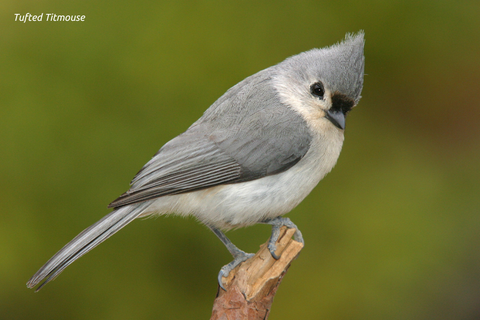 Tufuted Titmouse