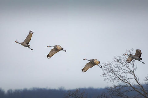 Birds in sky