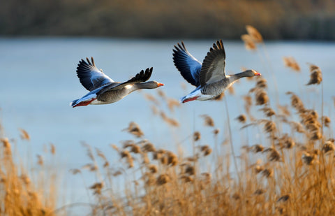 Ducks flying