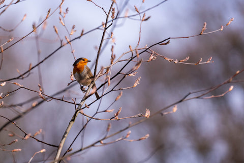 European Robin on branches