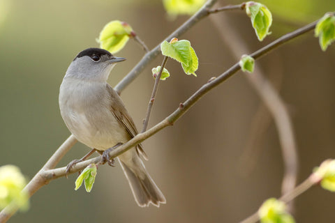 Gray Finch