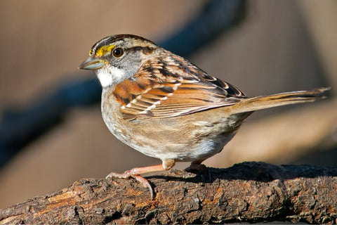 sparrow's life span