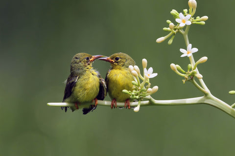 Sunbirds feeding