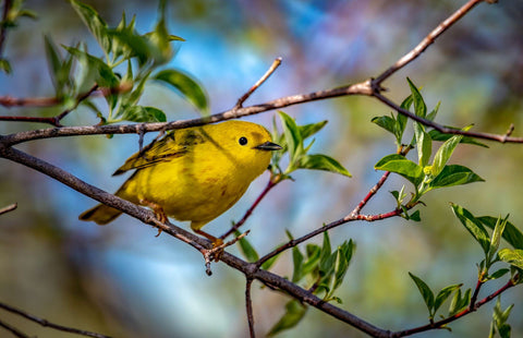 Warblers on branches