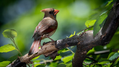 a female cardinal on the perch