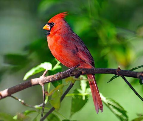 a male cardinal on the perch