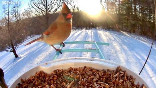 bird-stay-on-feeder.png__PID:f6a3e80c-f365-4b11-91de-9a8ce72e1cc7