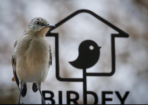 a bird-welcoming pole