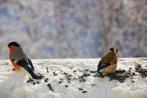 Birds Finding Food in Winter